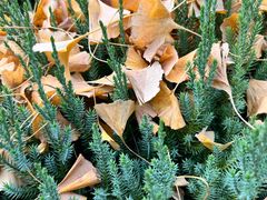 -南岳衡山风景名胜区-南岳大庙