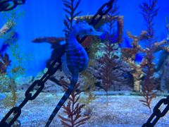 -上海海洋水族馆