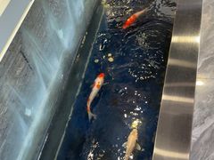 -洞庭家宴·头牌甲鱼(广渠门店)