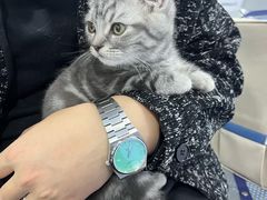 -天使宠物医院·犬猫分诊(彩虹店)