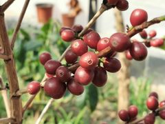 -MUSEO COFFEE咖啡博物馆