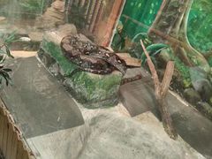-上海大自然野生昆虫馆(东方明珠·爬宠昆虫探索中心)