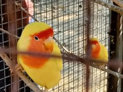 -沈阳鸟岛