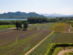 -北京东方普罗旺斯薰衣草庄园