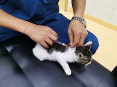 -瑞派天宁宠物医院·猫科·异宠中心