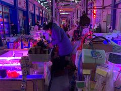 -山东柏宁水族批发广场