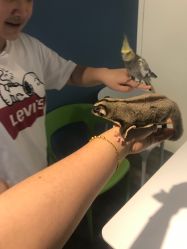 -Moni星球萌宠·小马宝莉·灵蛇·高端高阶全萌宠互动体验俱乐部(红豆国际广场店)