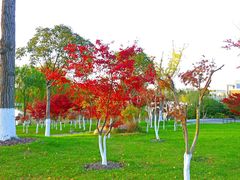 -黄海国家森林公园