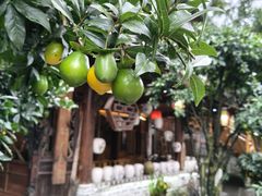 -青城甲(青城山店)