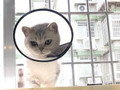 -瑞派康怡24h宠物医院·犬猫医疗中心·微创绝育(瑞景分院)