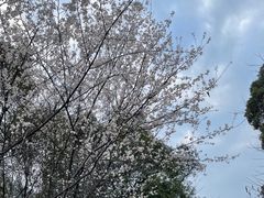 -桃花岭景区