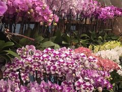 -双季花艺园艺市场(浦东店)