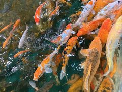 -上海大自然野生昆虫馆(东方明珠·爬宠昆虫探索中心)