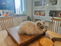 -楼上猫咖(罗湖店)