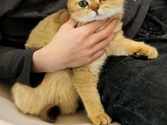 -米宠家·撸猫猫咖小萌宠·猫咪洗澡·猫咪寄养(高新大都荟店)