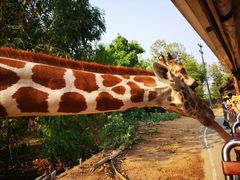 -清迈夜间动物园