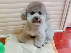 -PETKIT小佩宠物(昭化店)