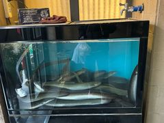 -味家烤肉烤鳗鱼牛排(西塔旗舰店)