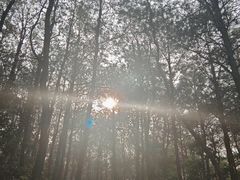 -铁山坪森林公园