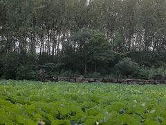 -合肥滨湖国家森林公园