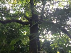 -呀路古热带植物园