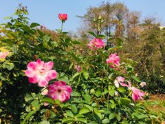 -人民公园(罗湖区)