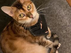 -猫色咖啡·猫咖