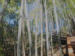 -石台牯牛降景区