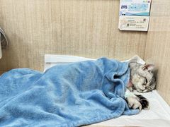-北京观赏动物医院·24小时大型综合·猫专科·异宠专科