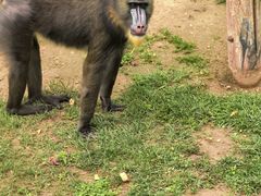 -西霞口神雕山野生动物世界