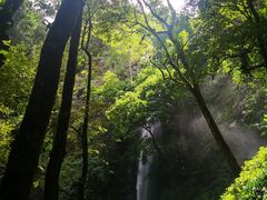 -莫里热带雨林景区