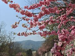 -北京鹫峰国家森林公园