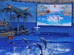 -海合安成都极地海洋公园