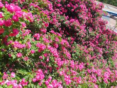 -石家庄市植物园