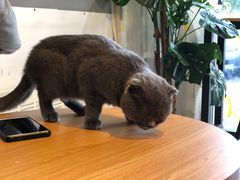 -平行世界·猫咖(首经贸店)