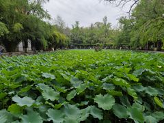 -四川大学(华西校区)