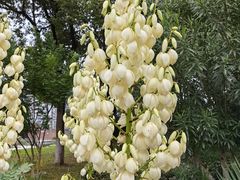 -树山生态村