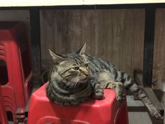 -周记热干面豆皮大王(桃花东街店)