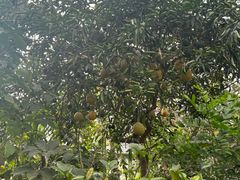 -国家植物园南园