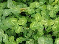 -上海市松江区泗泾医院