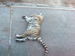 -大连森林动物园