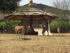 -石家庄市动物园