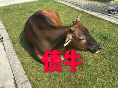 -天坛大佛