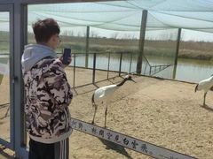 -盐城丹顶鹤湿地生态旅游区