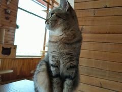 -猫的茶·猫咖