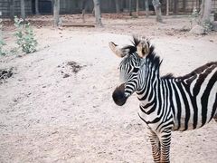 -清迈夜间动物园