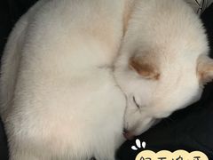 -宠福鑫康馨动物医院·骨科·眼科