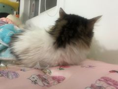 -荔康动物医院(康王北路店)