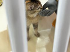 -三花喵·撸猫购宠·宠物生活馆(虹桥南丰城店)