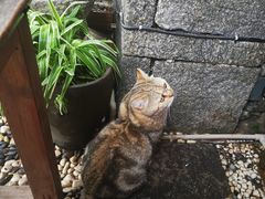 -喵屿·大理花园猫咖